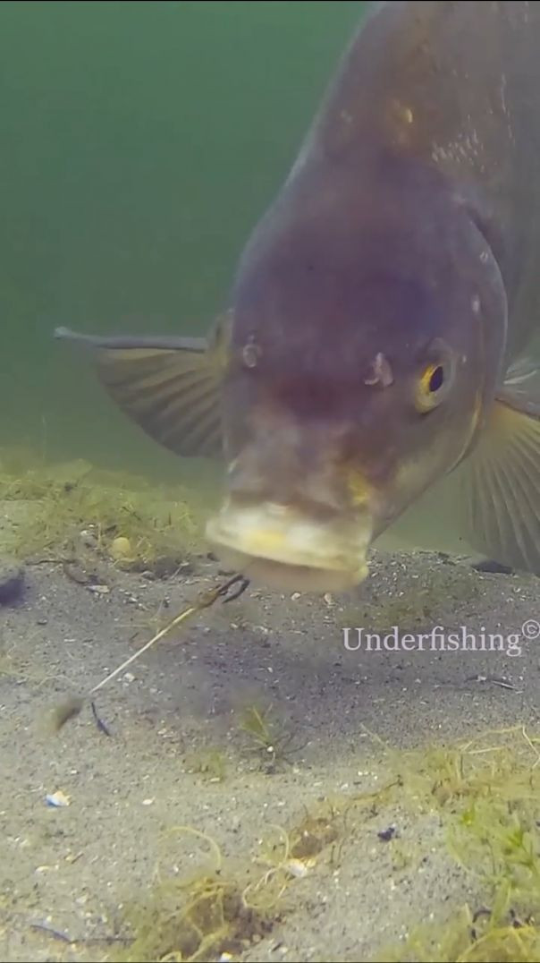 Bream Proof Rig #fishing #underwater #fail #underfishing