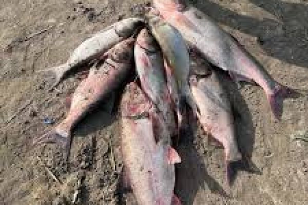 Pescuitul pe lacul Ekimouți: liniște și capturi de calitate în raionul Rezina